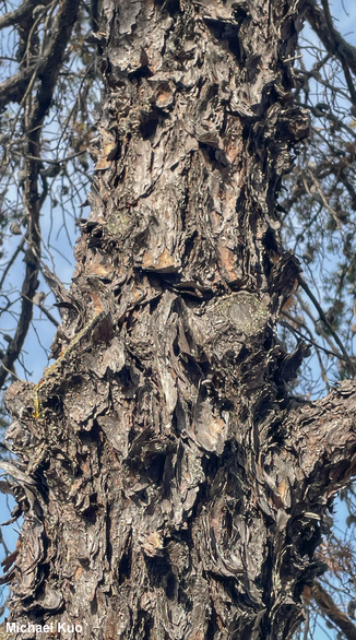 Pinus banksiana