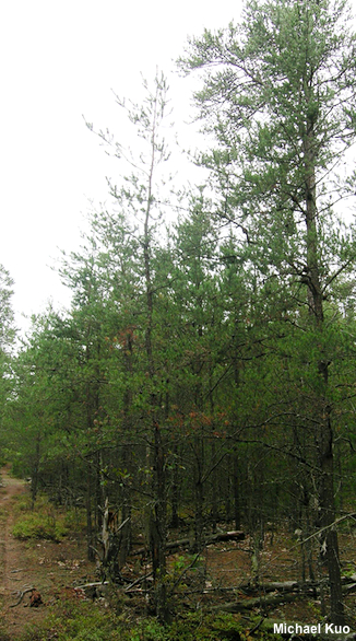 Pinus banksiana