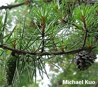 Pinus pungens