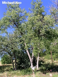 Populus deltoides ssp. monilifera